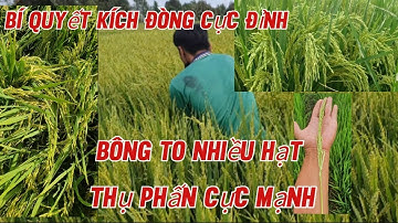 Phun thuốc kích đòng| giúp lúa bông to dài nhiều hạt thu phân mạnh mùa mưa bão #td7