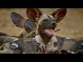 Wild dogs  hot springs pack  national geographic wild documentary full 1080p