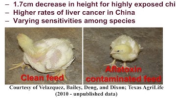 Aflatoxin Contamination