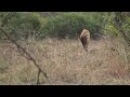Hyena Calling Sounds Hyena Calling Sounds