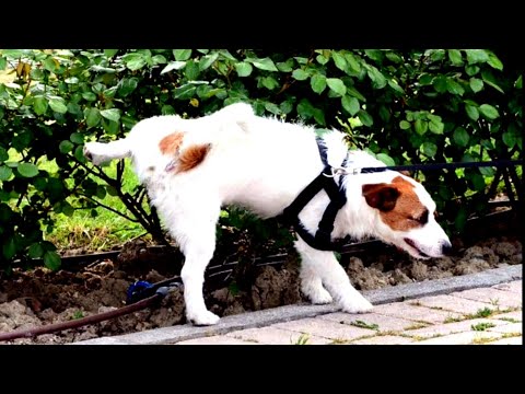 Vídeo: Como fazer um cone de cabeça de cachorro para evitar lamber feridas