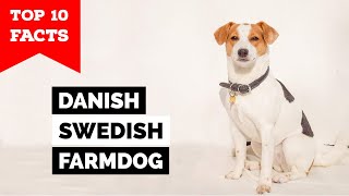 DanishSwedish Farmdog  Top 10 Facts