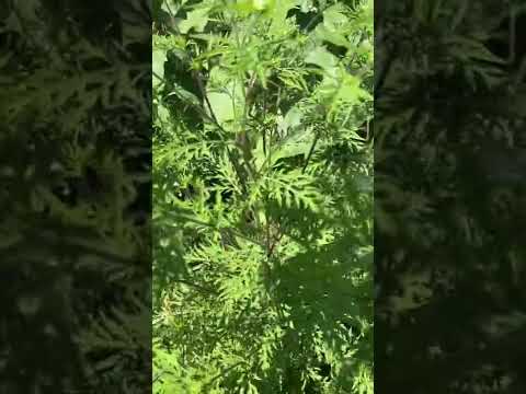 Видео: Artemisia tridentata годна ли е за консумация?