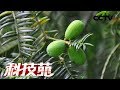 《科技苑》“榧”同寻常 20181106 | CCTV农业