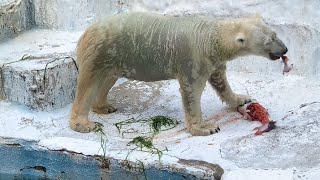 Polar Bear Eating Fish From a Pool inside The zooo