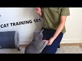 How we trained our Russian Blue の動画、YouTube動画。