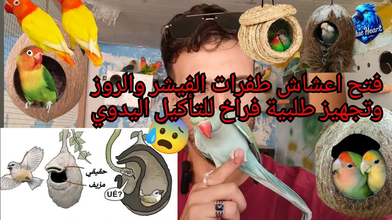 فتح اعشاش طفرات الفيشر والروز 🔥 وتجهيز طلبية فراخ التأكيل اليدوي 😋