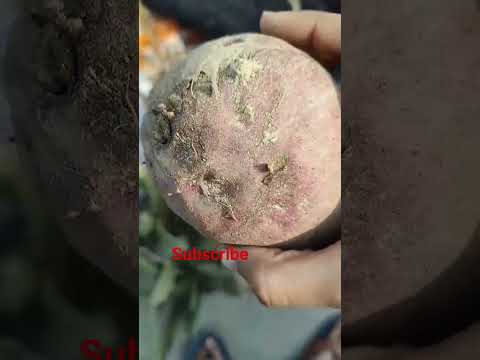 shakarganj ka plant 🫣🤔 #youtubeshorts #beatifulnature #shakarganj #plant #viralvideo #love