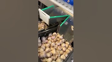 Garlic Bulb Weight Sorting Machine