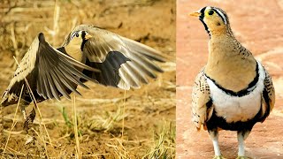 Black-faced sandgrouse is a striking bird found in dry, open habitats across Africa