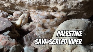 Palestine Saw-Scaled Viper Echis Coloratussnake