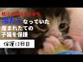 冷たくなっていた子猫の保護、12日目