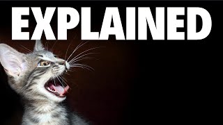 7 Strange/Weird Cat Behaviors Explained by CATS NOW 150 views 8 months ago 5 minutes, 18 seconds