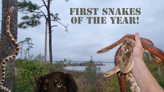 Herping The EMERALD COAST - Finding One of Florida's RAREST Snakes!