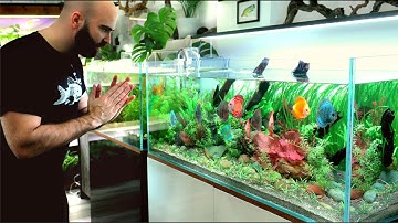 1 Month with Discus Fish... are they hard?