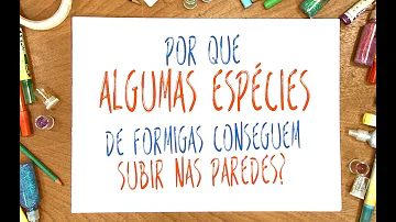 Como a formiga anda?