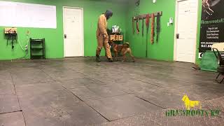 Malinois Puppy | Learning the Lure | Grassroots K9