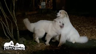 自分からワンプロを仕掛け飽きたら一方的に止めてしまうルンルンです　Great Pyrenees　グレートピレニーズ