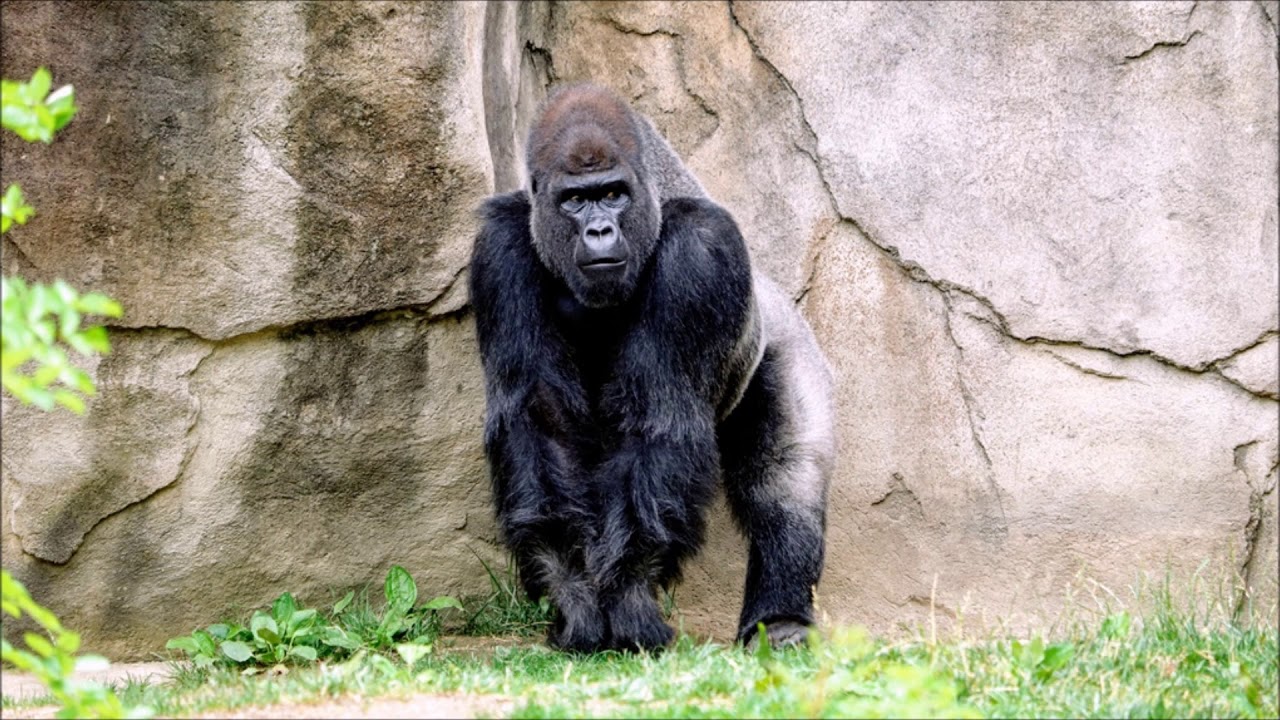 Download Gorilla Roar Sound | Free Sound Effects | Animal Sounds