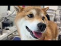 福ちゃんお口治ったよ。