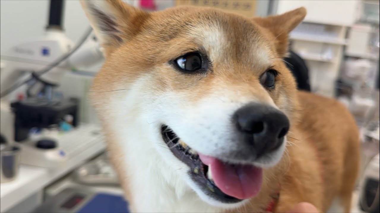 福ちゃんお口治ったよ。