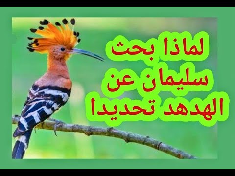 لماذا سأل سليمان عن الهدهد بالذات