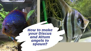 How to Make your Discus and Altum angels to Spawn? screenshot 1