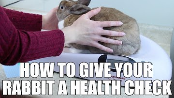 How To Give Your Pet Rabbit A Health Check 🐰