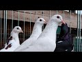 Вакцинировать голубей или нет???🤔 Мое мнение 12.12.21