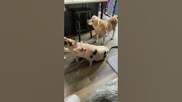 Training mini pet pigs at home? They are so smart. Doing tricks for food.