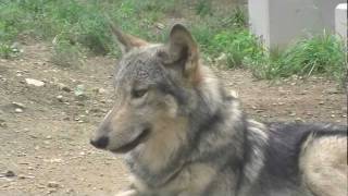 オオカミたちの午後の風景~Wolves