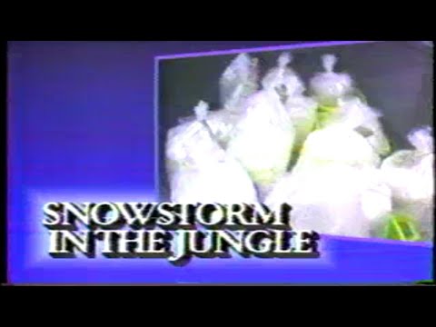 Snowstorm in the jungle still