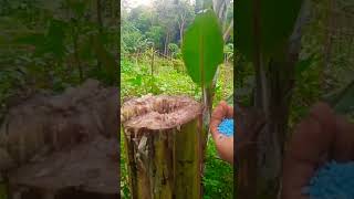 cara memupuk pisang#Short