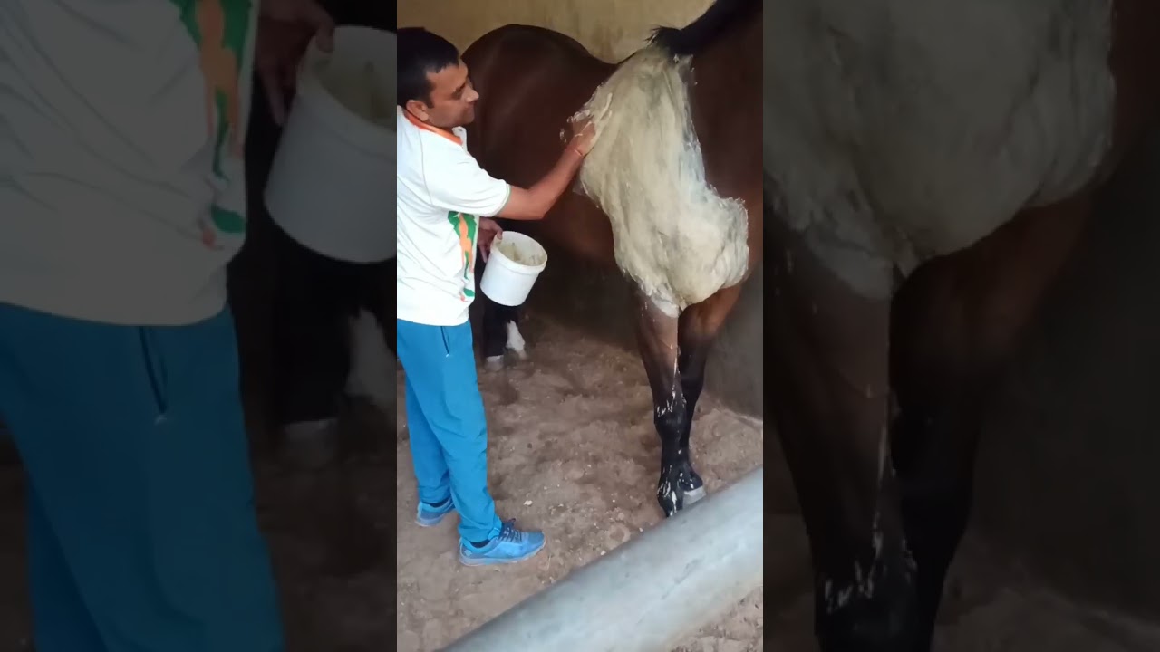 muscles pain  घोड़े के मांसपेशियों के दर्द का उपचार #muscle #pain #muscles #animals