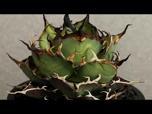 20260313 アガベ・チタノタ ハデス (黒帝斯) 中-039｜agave titanota