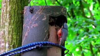 Nuthatch Nest Box Feeding Young
