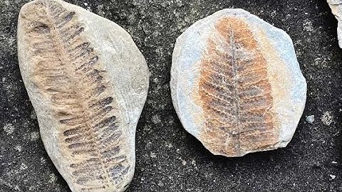 Fern Fossils - Mazon Creek Flora