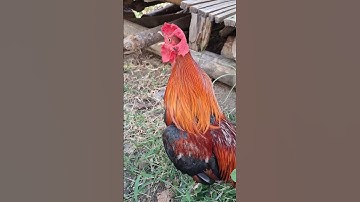 gà rừng gáy hay.qaib qus qua zoo