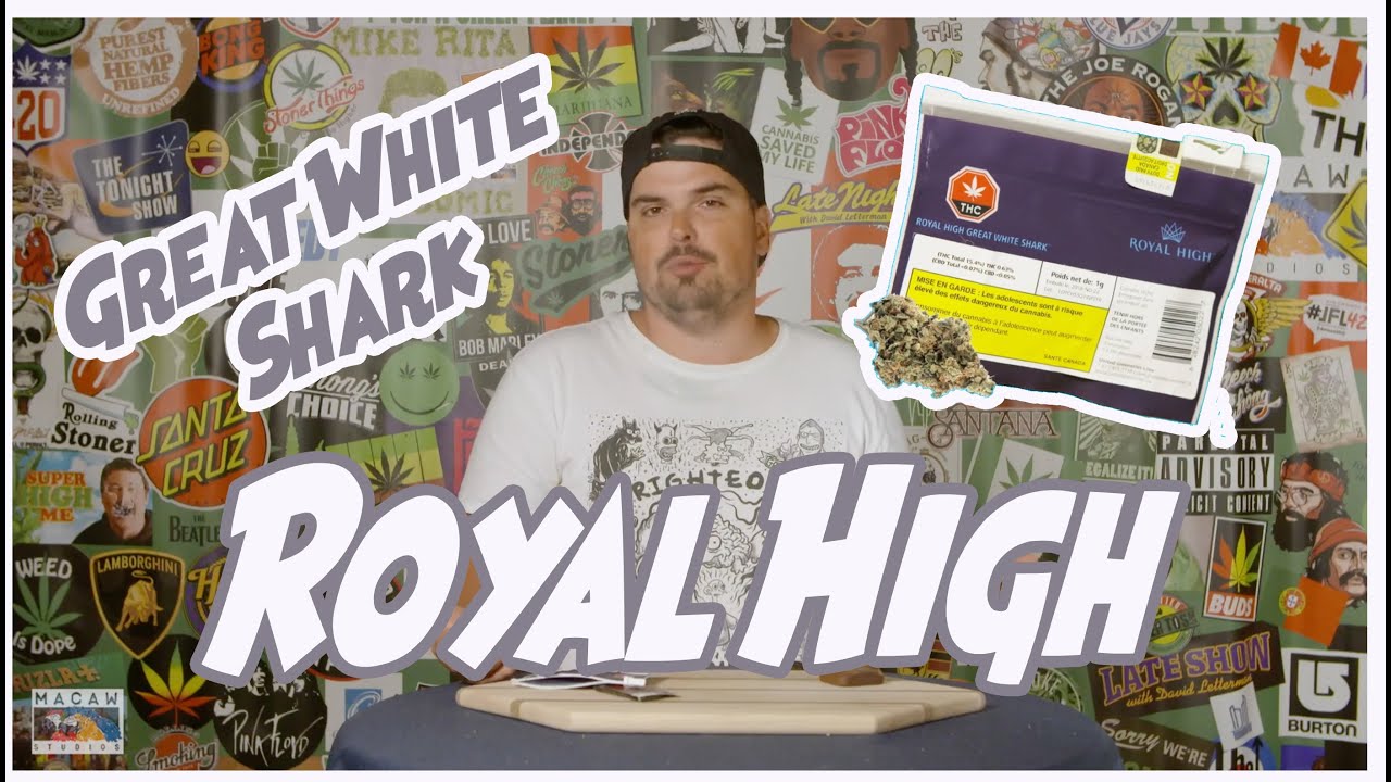 GREAT WHITE SHARK by Royal High  - LEGAL WEED REVIEWS with Mike Rita