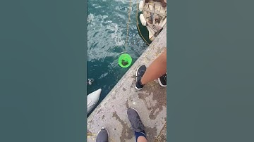 #crabs #dartmouth #uk lost of crabs