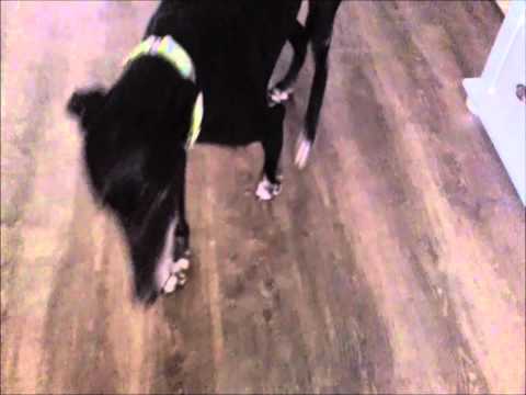 Video: Hond Met 6-pond Gewas Kry 'n Tweede Kans In Sy Lewe Danksy Redders