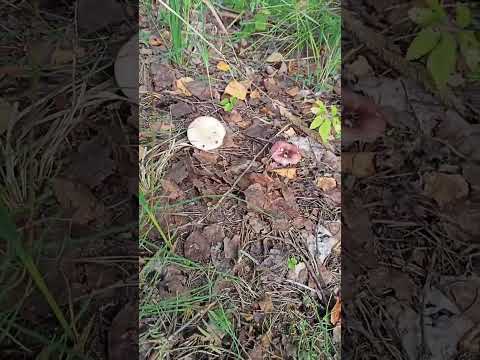 разные виды сыроежек