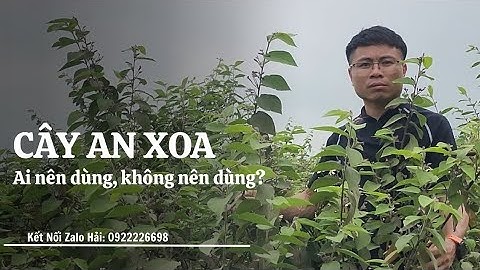 Cây An Xoa Ai Nên Dùng? Không Nên Dùng? Tìm hiểu chi tiết