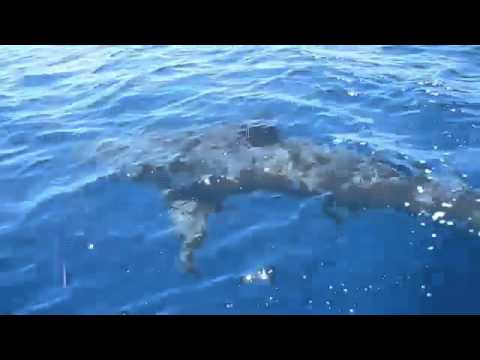 Le fil pour la pêche dhiver