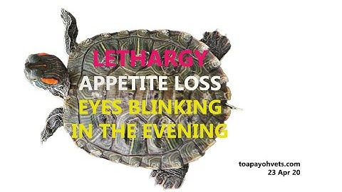 A 1.5-year-old red-eared slider has blinking eyes. Why?