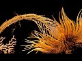 Crinoids - Deepsea Oddities