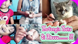 Pentingnya Memotong Kuku Anak Kucing Untuk Kenyamanan Bersama hehe  !!