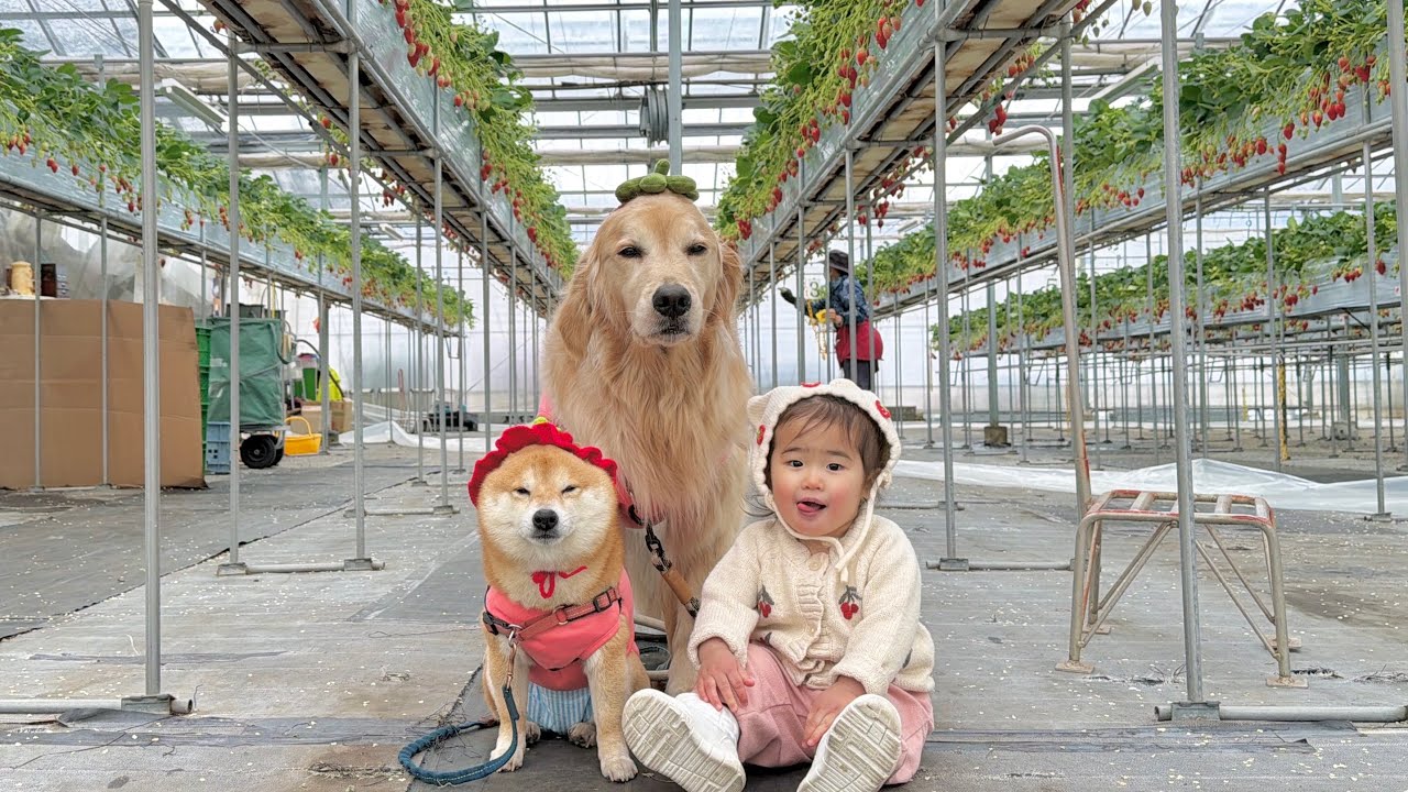 愛犬と1歳児をいちご狩りに連れて行ったら反応が面白すぎました...