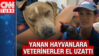 Maui Adası'nda yaralı hayvanlar tedavi ediliyor! Yanan hayvanlara veterinerler el uzattı...