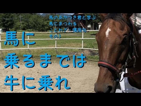 馬に乗るまでは牛に乗れ 馬のあかつき君と学ぶ 馬にまつわる ことわざ 慣用句 その3 Youtube